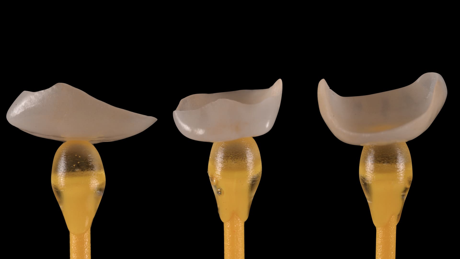 tre denti su fondo nero. rappresentazione linea xcorrect di nexxta laboratorio odontotecnico con sede a modena, bologna, rimini e udine